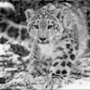 Meet your Posher, Amelia